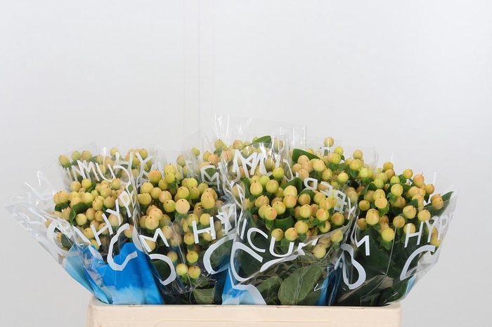 <h4>Hyp Coco Gelato</h4>