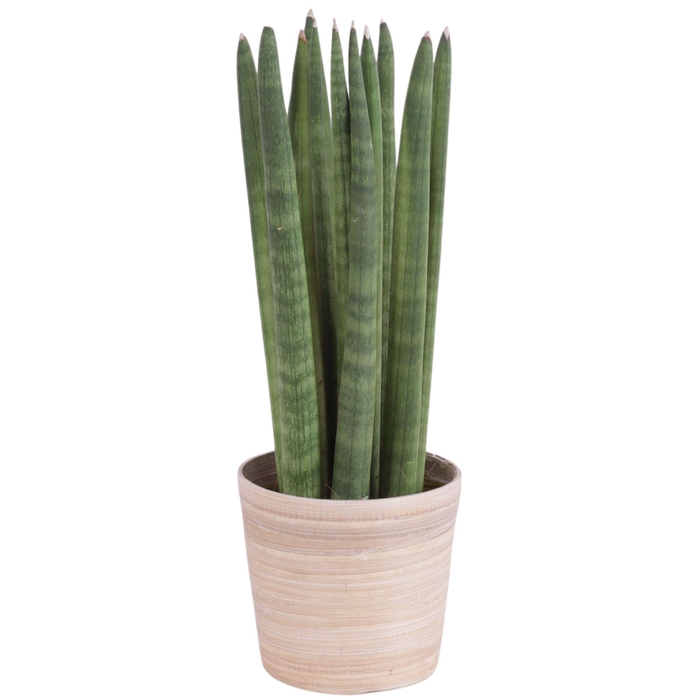 <h4>Sansevieria Cylindrica Straight 11 Leaf in Ø10cm Wood NT465</h4>