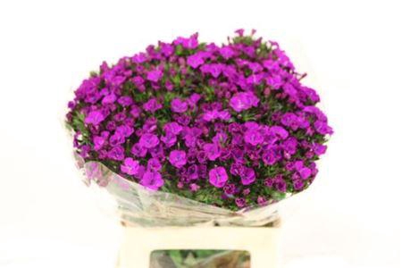 <h4>Di Barb Am Neon Purp</h4>