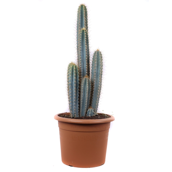 <h4>Pilosocereus azureus 30 cm</h4>