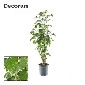 Polyscias Balfouriana vertakt