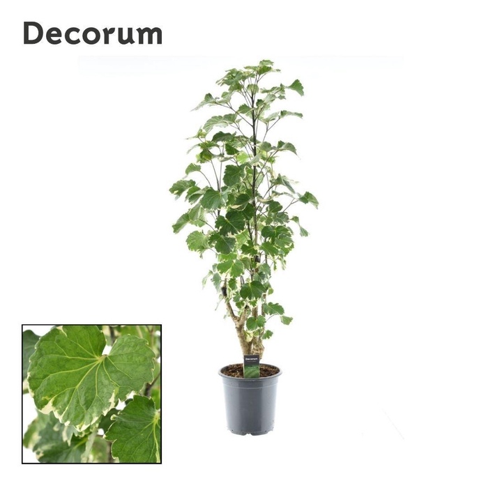 <h4>Polyscias Balfouriana vertakt</h4>