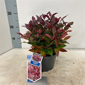 Leucothoe 'Zeblid'