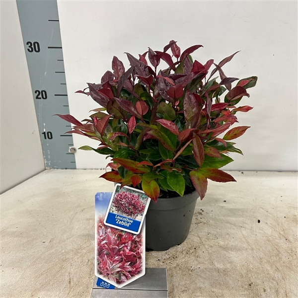 <h4>Leucothoe 'Zeblid'</h4>