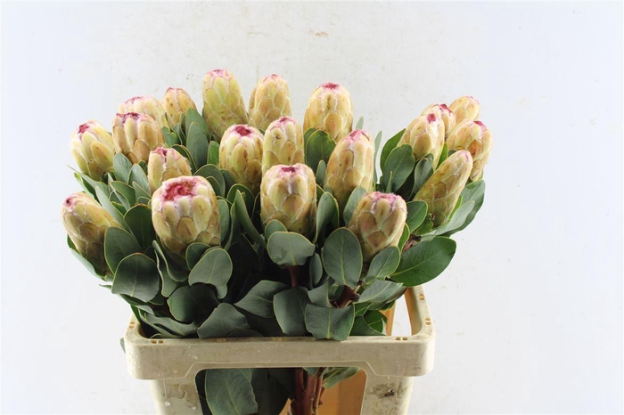 <h4>Protea Grandicolor</h4>