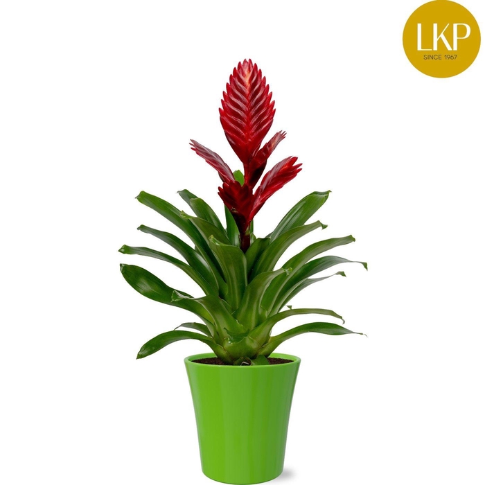 <h4>Vriesea Porto Rood Coco</h4>
