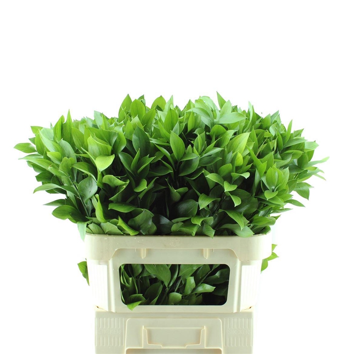 <h4>Ruscus Hypophyllum</h4>