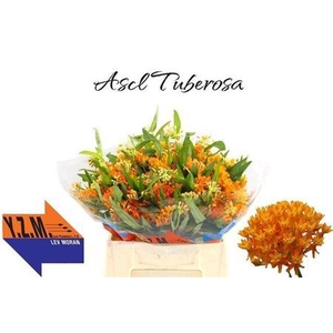 Ascl Tuberosa