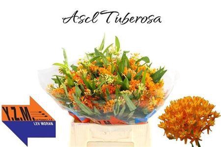 <h4>Ascl Tuberosa</h4>