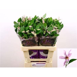 Clematis Amazing Miami Lila