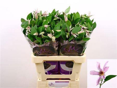 <h4>Clematis Amazing Miami Lila</h4>