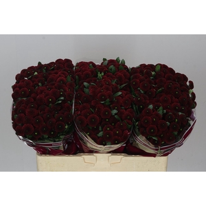 Sant Purpetta Red