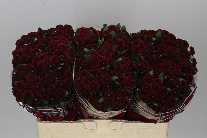<h4>Sant Purpetta Red</h4>