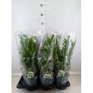 Zamioculcas zamiifolia