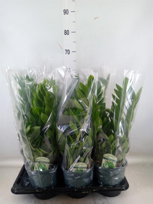 <h4>Zamioculcas zamiifolia</h4>