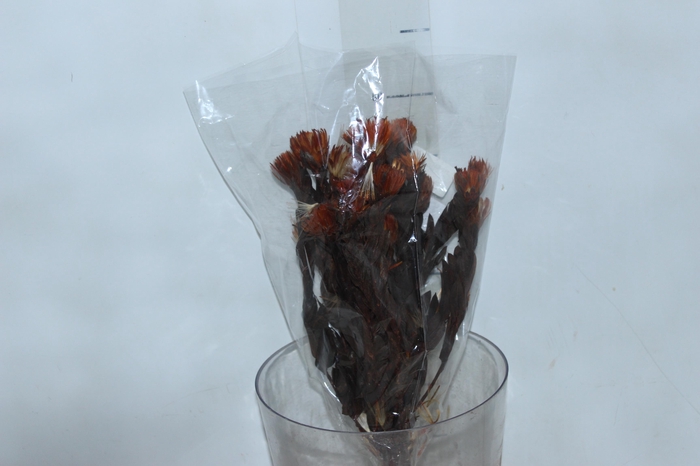 <h4>PLANTA SECA ARAPURAMA DESIDRATADA LARANJA</h4>