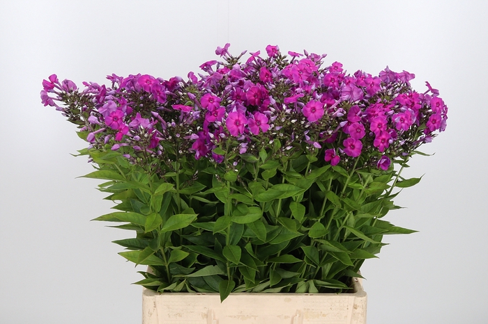 <h4>Phlox Laura</h4>