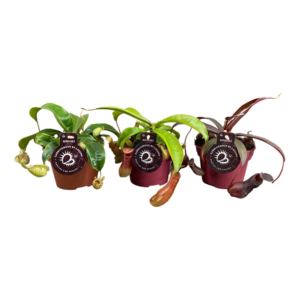 <h4>Nepenthes 12 cm mix (blister)</h4>
