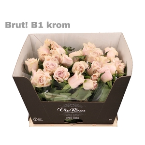 R GR BRUT! KROM B1