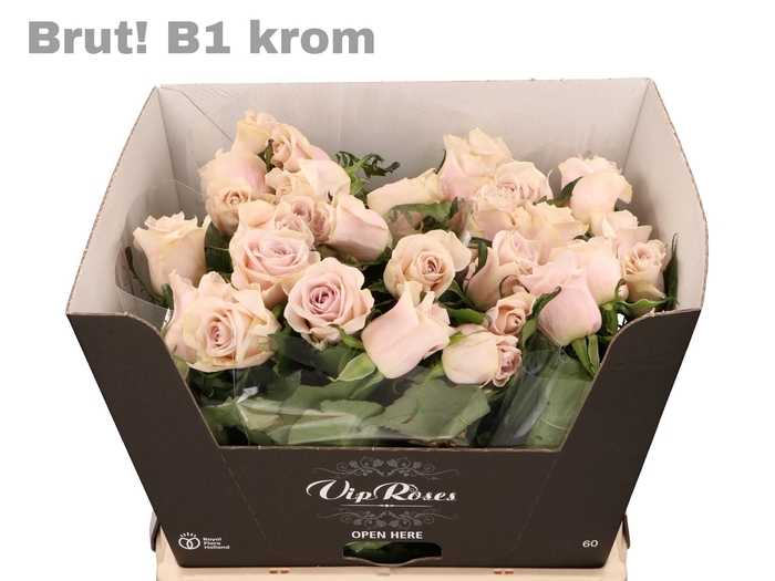 <h4>R GR BRUT! KROM B1</h4>