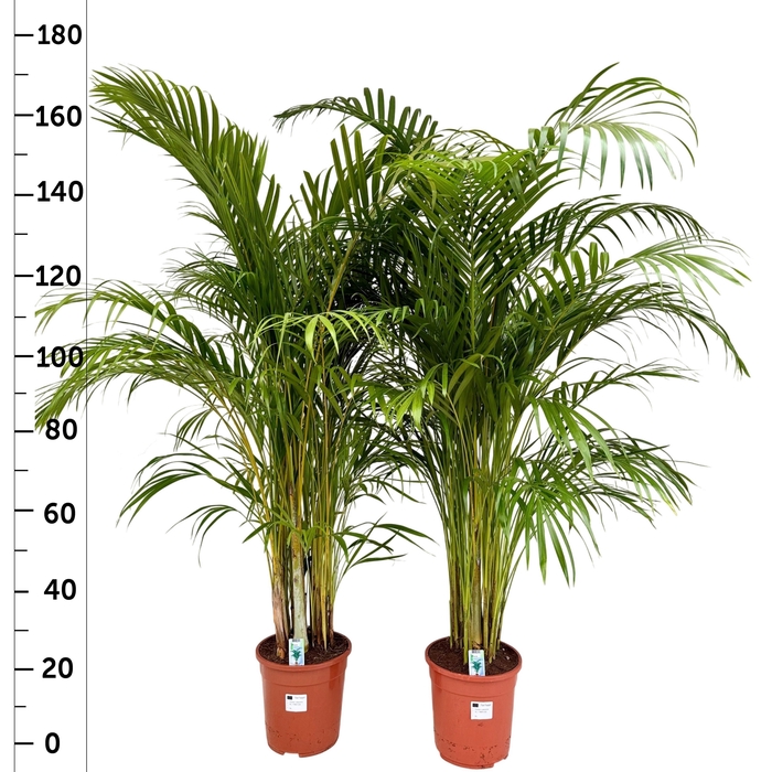 <h4>DYPSIS LUTESCENS</h4>