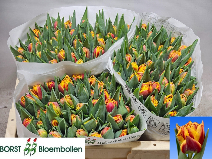 <h4>TU DU GRAND PALACE</h4>