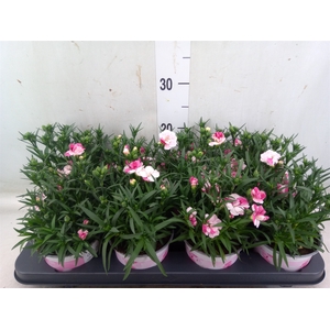Dianthus  'Sprint Pink and Proud'