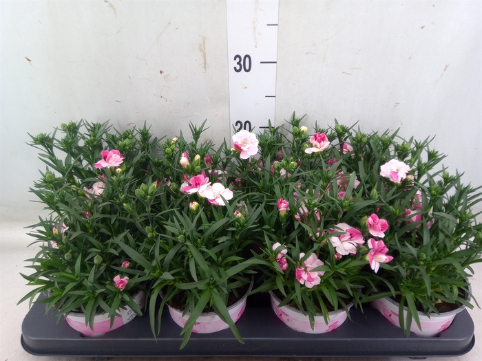 <h4>Dianthus  'Sprint Pink and Proud'</h4>