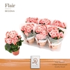 Begonia Elatior rose-wit Borias, beperkt leverbaar