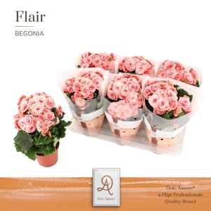 Begonia Elatior rose-wit Borias, beperkt leverbaar