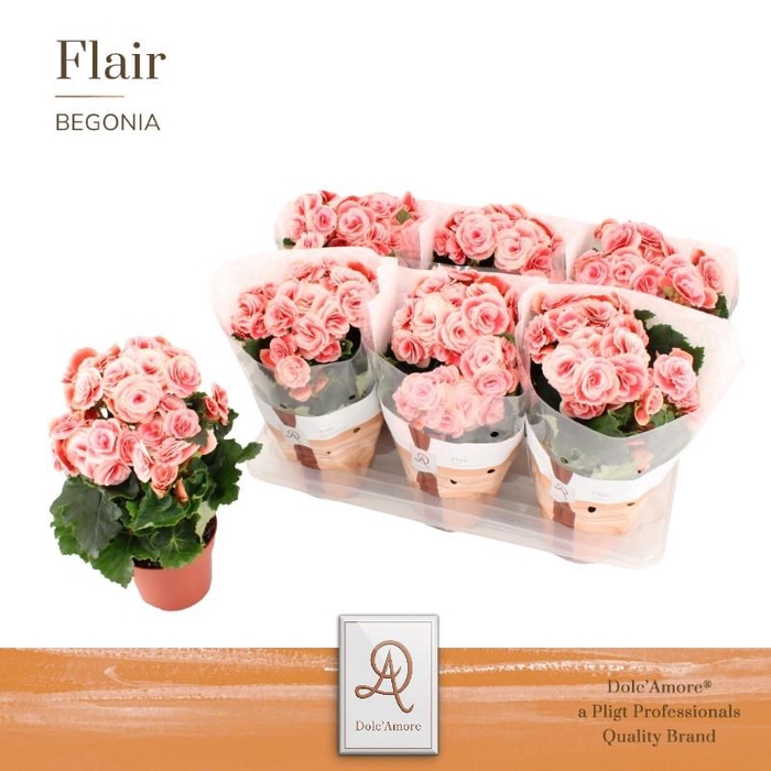 <h4>Begonia Elatior rose-wit Borias, beperkt leverbaar</h4>