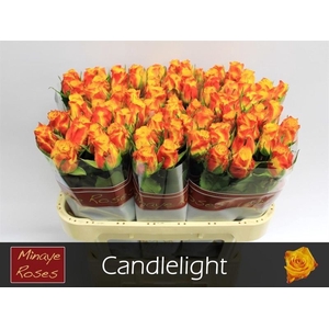 R GR CANDLELIGHT