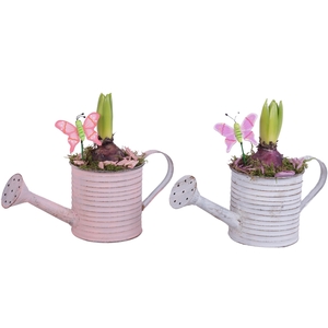 Bulbs Arr. Hyacint Zinc Wateringcan Vintage Ø26cm 1PP