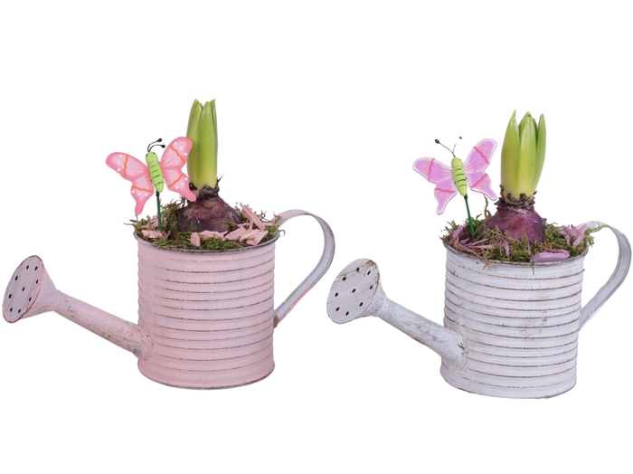 <h4>Bulbs Arr. Hyacint Zinc Wateringcan Vintage Ø26cm 1PP</h4>