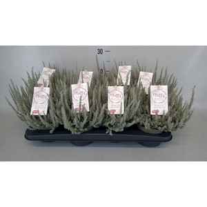 Calluna vulg. 'Garden G Fluffy'