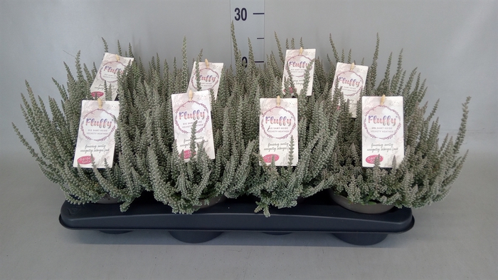 <h4>Calluna vulg. 'Garden G Fluffy'</h4>