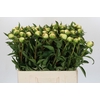 Paeonia Duchesse De Nemours