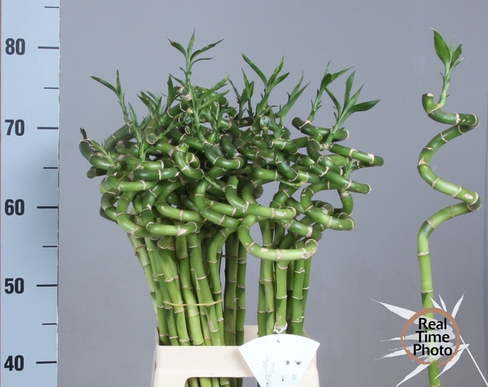 <h4>DRAC LUCKY BAMBOO</h4>