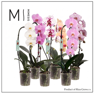Phalaenopsis Flow Mix 1 spike - 12cm | Mimesis