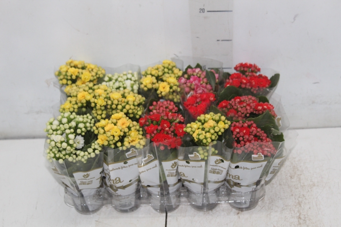<h4>KAL. DOBRADO MINI P06</h4>