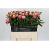 Paeonia Jacorma