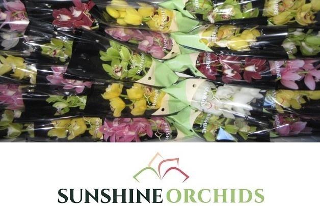 <h4>CYMB MI GEM</h4>