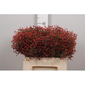 Rosa Mag Red Cascade