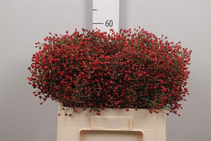 <h4>Rosa Mag Red Cascade</h4>