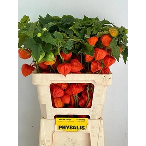 PHYSALIS LAMPION TAK
