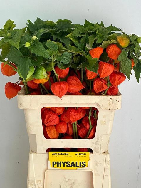 <h4>PHYSALIS LAMPION TAK</h4>