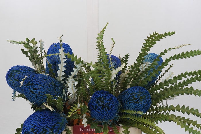 <h4>Banksia Speciosa Blue</h4>