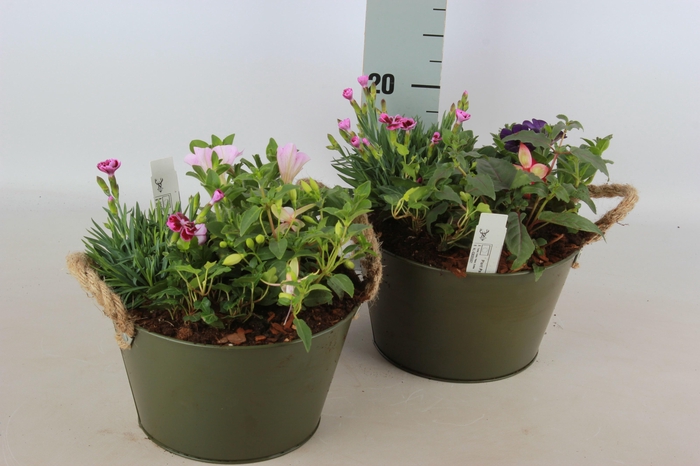 <h4>ARR TUINPLANTEN</h4>