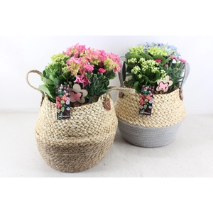 arr4 Outdoor MB - Hort. mix Mand 2colour mix XXL