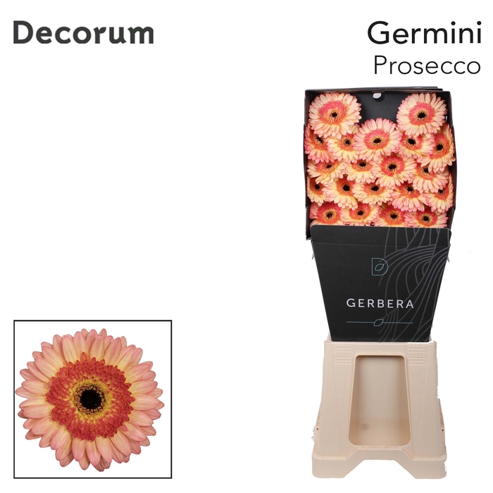 <h4>Germini Prosecco Diamond</h4>